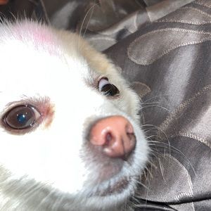 Meet your Posher, Ella